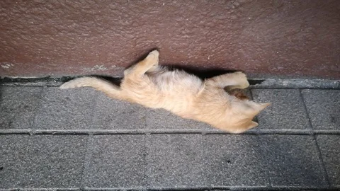 Kittens on the streets lie down while playing themselves Stock Footage 97451802