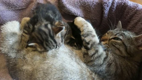 Kittens struggle for feedings Vídeo Stock 240074778