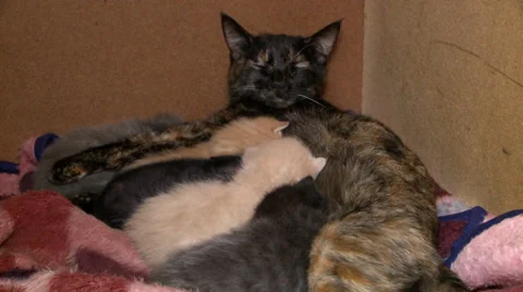Kittens suckling a cat Stock Footage 29648578
