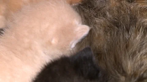 Kittens suckling Stock Footage 29649425