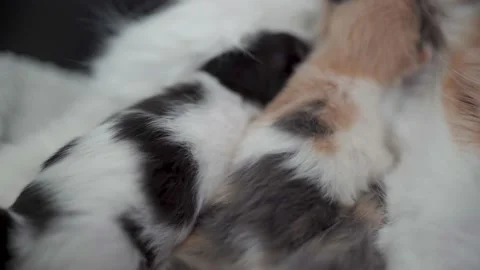 Kittens suckling mother Stock Footage 194338432