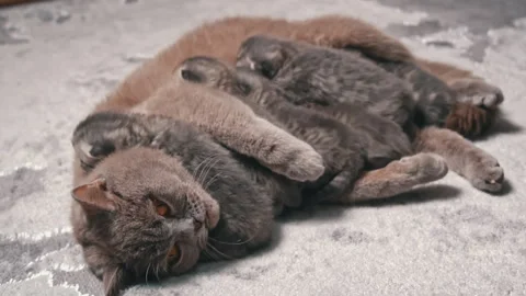 Kittens Suckling from Mother Video stock 293189356