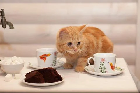 A Kitten's Tea Party 스톡 사진