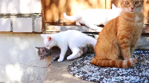 Kittens with their mother cat Stock Footage 40472630