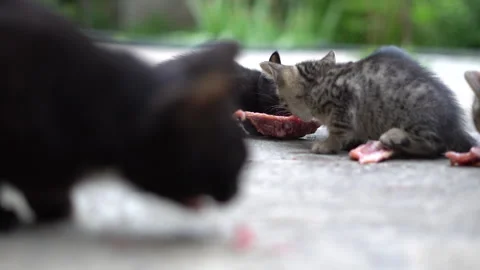 Kittens try raw chicken for the first time Stock Footage 308949562
