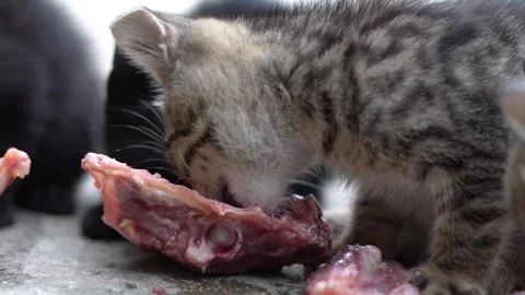 Kittens try raw chicken for the first time Stock Footage 308949868