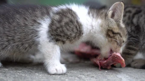 Kittens try raw chicken for the first time Stock Footage 308949901