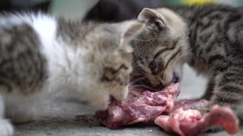 Kittens try raw chicken for the first time Stock Footage 308950156