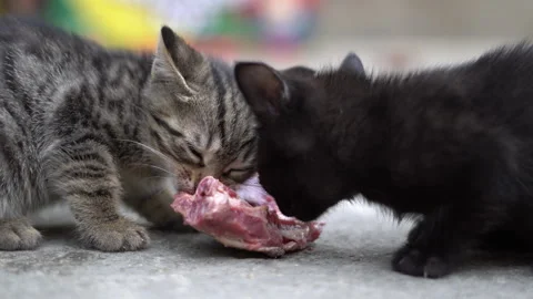 Kittens try raw chicken for the first time Stock Footage 308950161