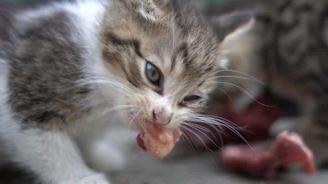 Kittens try raw chicken for the first time Stock Footage 308950622