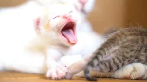Kittens walking and yawning Stock Footage 120719903