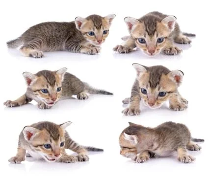 Kittens on white backgrounds Stock Photos