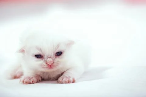 The kittens on white floor Stock Photos