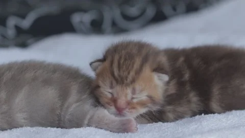 Kittens on white soft fabric, three cats, small baby cats Stock Footage 220879845