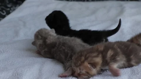 Kittens on white soft fabric, three cats, small baby cats Stock Footage 220880086