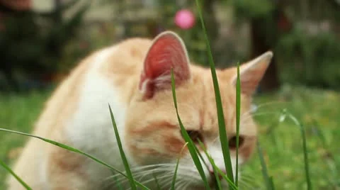 Kittenz eating grass 1 Stock Footage 12658068