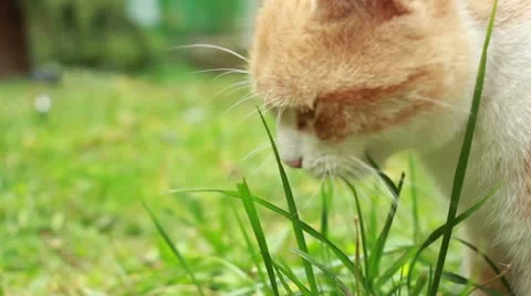 Kittenz eating grass Stock Footage 12657739