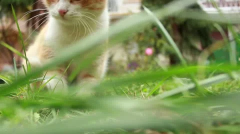 Kittenz "hunting" Stock Footage 12671644