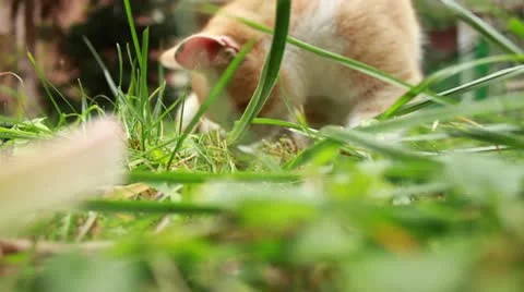 Kittenz playing 1 Stock Footage 12658680