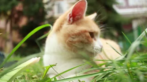 Kittenz playing Stock Footage 12658045