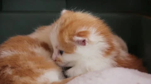 Kitties Cuddle Stock Footage 11089071