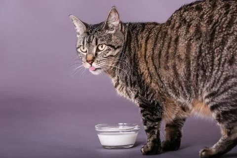 Kitting licking lips after drinking milk from glass bowl Stock Photos