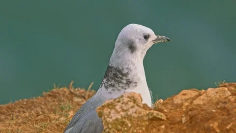 Kittiwake chick, bird, in close up looking for food. Stock Footage 120137134