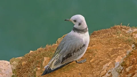 Kittiwake chick, bird, in close up. Slow motion 150fps. Stock Footage 120136306