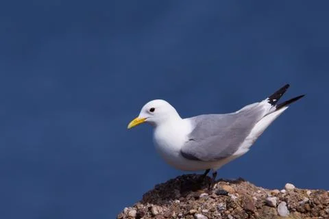 Kittiwake on a cliff Stock Photos