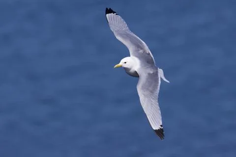 Kittiwake in flight Stock Photos