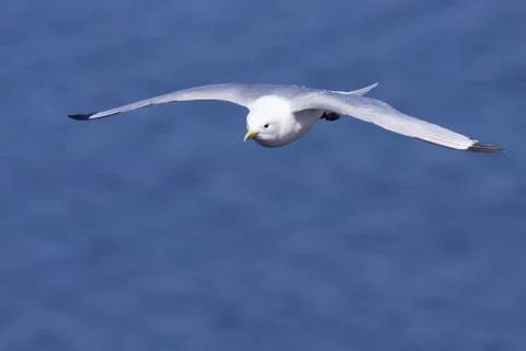 Kittiwake in flight Stock Photos