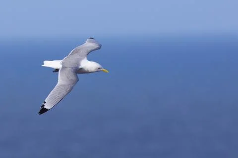 Kittiwake in flight Stock Photos
