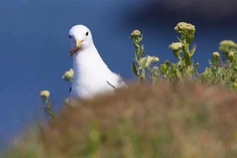 Kittiwake with nesting material on a cliff Stock Photos