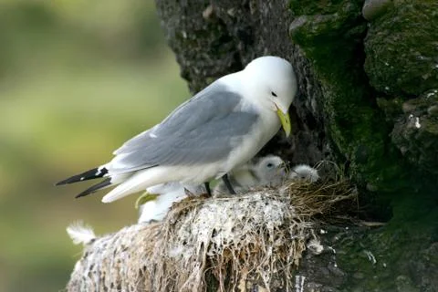 Kittiwake Stock Photos