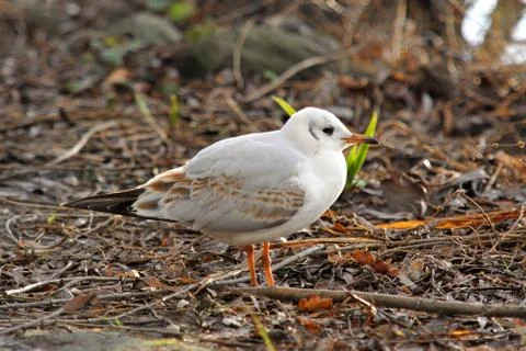 Kittiwake Stock Photos