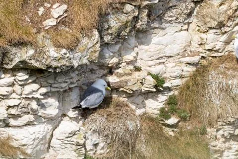 Kittiwake Stock Photos