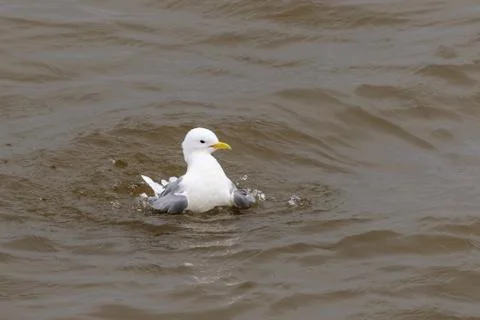 Kittiwake Stock Photos
