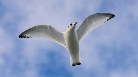 Kittiwake Stock Photos