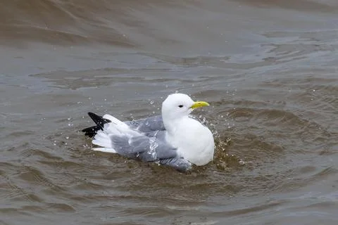 Kittiwake Stock Photos