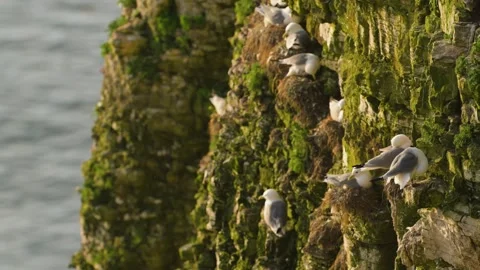 Kittiwake, Rissa tridactyla, Bempton Cliffs - 2 - 4K 50fps Stock-Footage 306735203