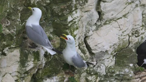 Kittiwake, Rissa tridactyla, Bempton Cliffs - 1 - 4K 50fps Stock-Footage 306735223