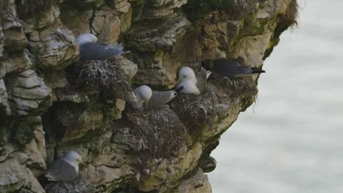 Kittiwake, Rissa tridactyla, Bempton Cliffs - 3 - 4K 50fps Stock-Footage 306735326