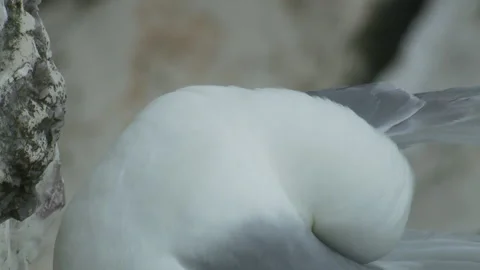 Kittiwake (Rissa tridactyla) close up of head Stock Footage 148429167