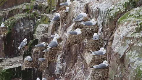 Kittiwake (Rissa tridactyla) nesting on a cliff. Stock Footage 111783483