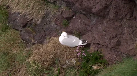 KITTIWAKEE Stock Footage 43460999