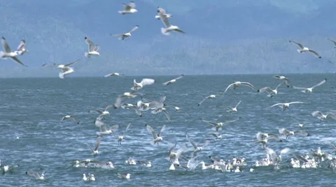 Kittiwakes 2a pan Vídeo Stock 7755776