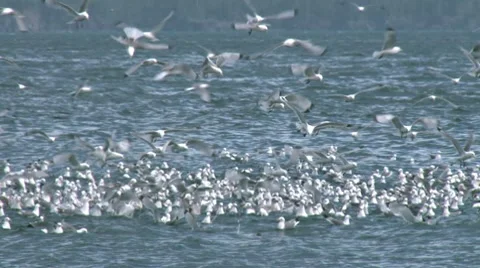 Kittiwakes 2b pan left Stock Footage 7755773