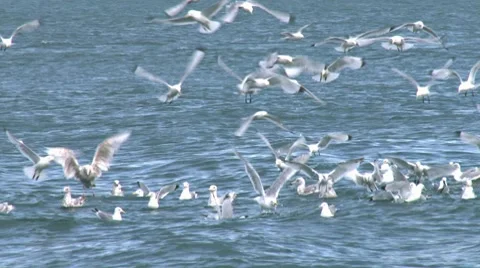Kittiwakes closeup 1 Stock Footage 7899716