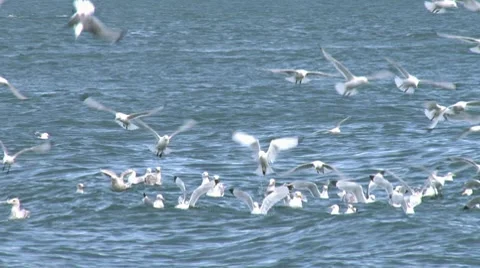 Kittiwakes closeup 1b slow Stock Footage 7755737