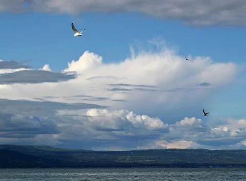 Kittiwakes in the clouds Stock Photos